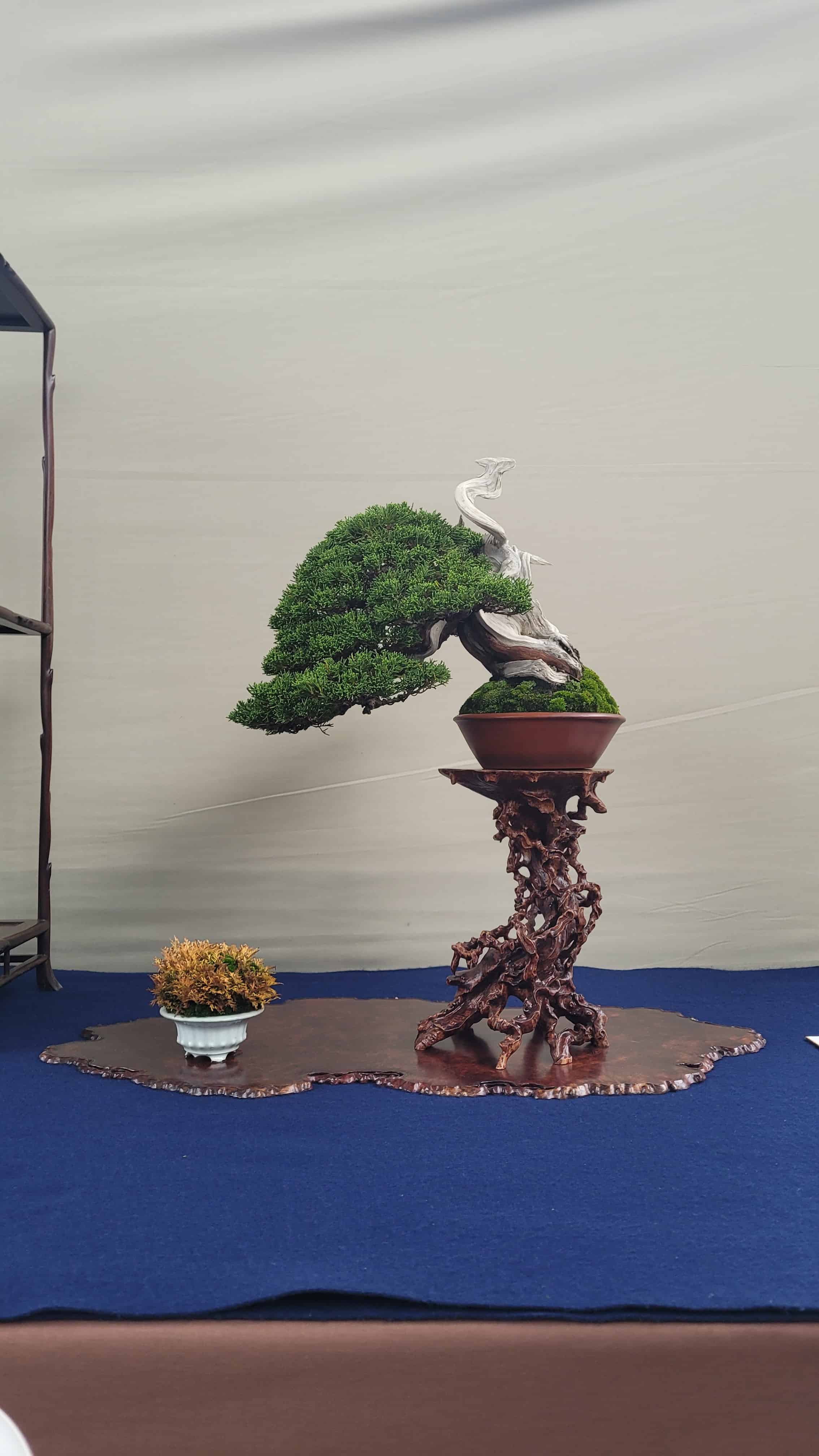 A juniper bonsai tree from osaka show in Japan